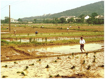 rice field-Taihu-Teubner