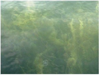 AlteDonau-Teubner-Süßwasserqualle-Craspedacusta_sowerbii-Freshwater_Jellyfish