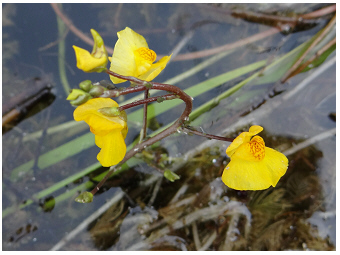 AlteDonau-Teubner-Wasserschlauch-Utricularia_vulgaris-Bladderwort