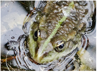 AlteDonau-Teubner-Frosch-Rana-Frog