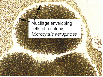 Microcystis-Cyanobakterien-Taihu-Teubner